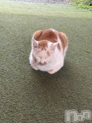 Įʥå륺СSnack  Minerva(ʥåߥͥ) (ޥ) ε Ĥ124̥֥ŷ