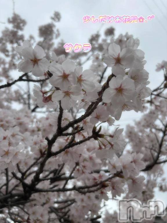 新潟デリヘル熟女の風俗 最終章(ジュクジョノフウゾクサイシュウショウ) あさか(43)の4月5日写メブログ「プチお花見🌸」