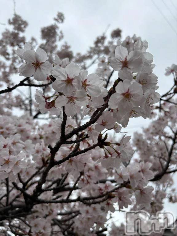 新潟デリヘル熟女の風俗 最終章(ジュクジョノフウゾクサイシュウショウ)あさか(43)の2026年4月8日写メブログ「ごめんなさい🙏」