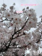 新潟デリヘル熟女の風俗 最終章(ジュクジョノフウゾクサイシュウショウ) あさか(43)の4月5日写メブログ「プチお花見🌸」