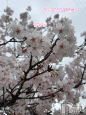 新潟デリヘル 熟女の風俗 最終章(ジュクジョノフウゾクサイシュウショウ) あさか(43)の4月5日写メブログ「プチお花見🌸」