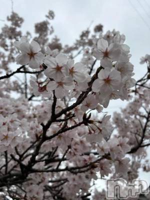 新潟デリヘル 熟女の風俗 最終章(ジュクジョノフウゾクサイシュウショウ) あさか(43)の4月8日写メブログ「ごめんなさい🙏」