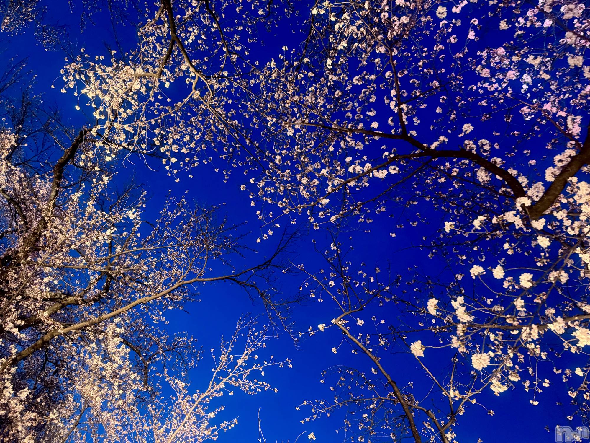 ���ץ���Х��顦�����CLUB BOSS(����� �ܥ�) ��2026ǯ4��19���̥�֥�����🌸��