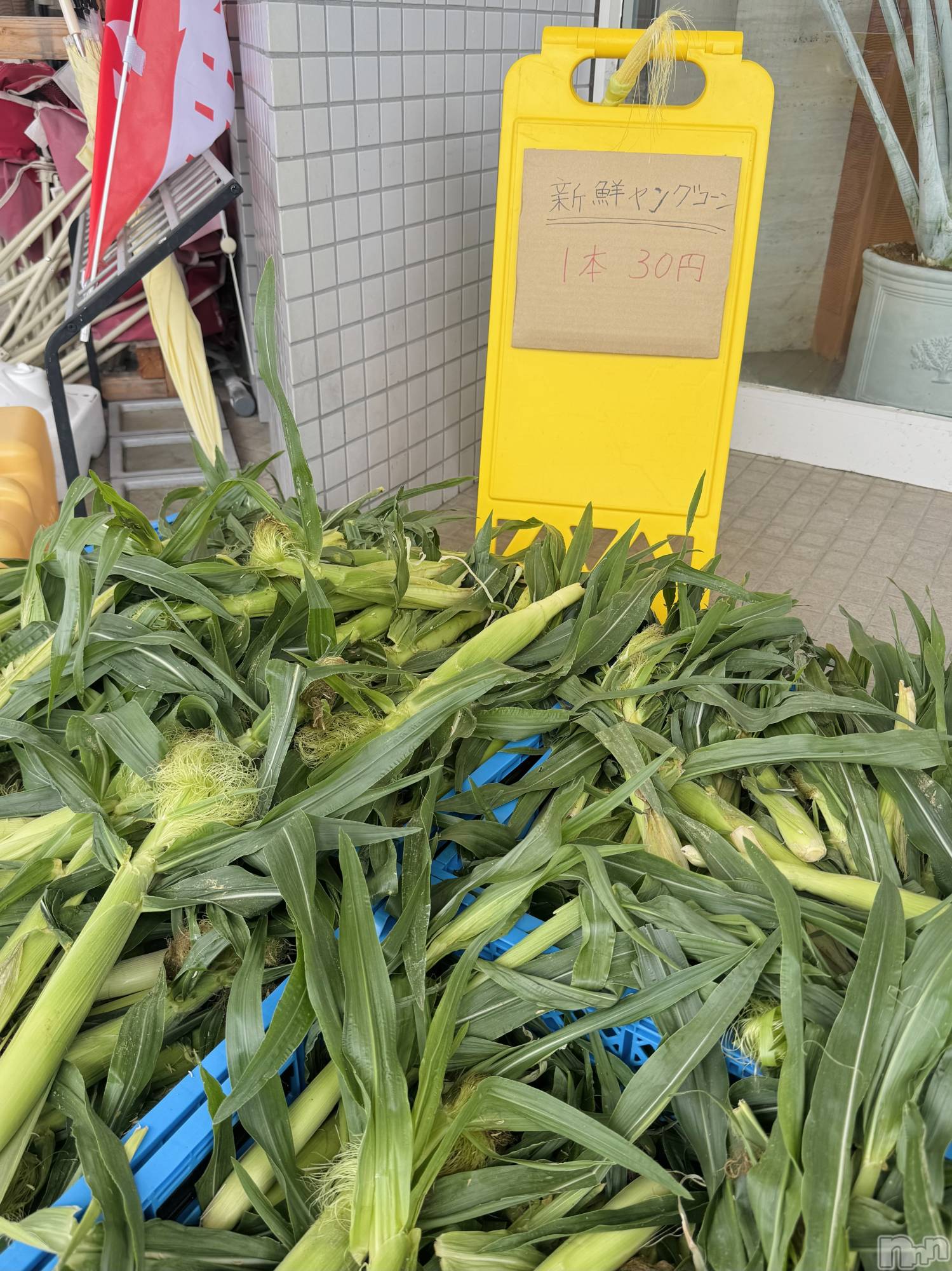 ���ץ���Х��顦�����CLUB BOSS(����� �ܥ�) ��2026ǯ6��11���̥�֥�����🌽��