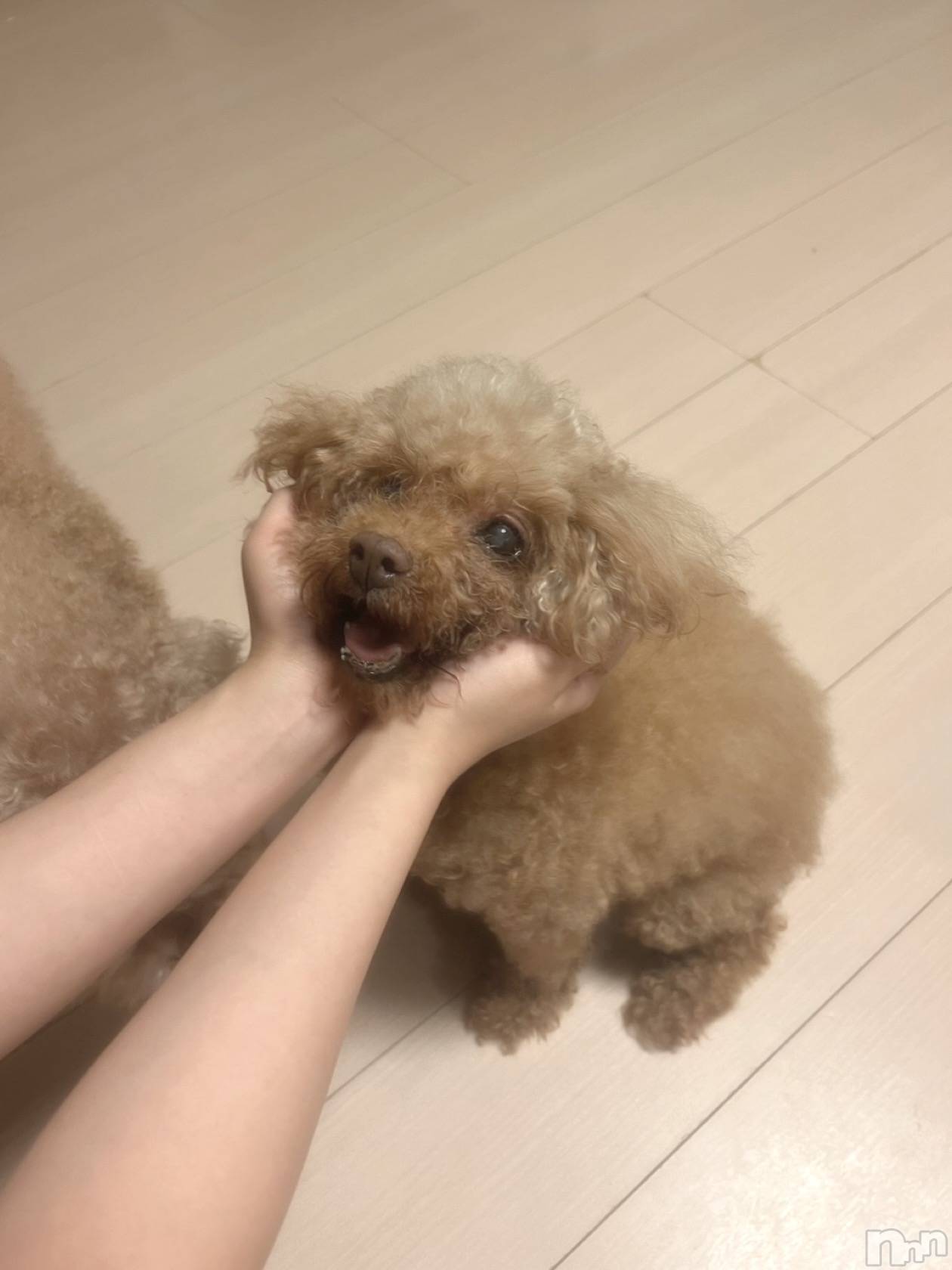 ���ץ���Х��顦�����CLUB BOSS(����� �ܥ�) ��2026ǯ9��3���̥�֥�����🐶🐾��