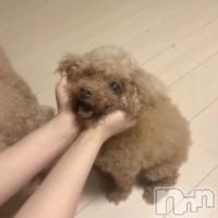 ���ץ���Х��顦����� CLUB BOSS(����� �ܥ�) �ߤ���9��3���̥�֥�����🐶🐾��