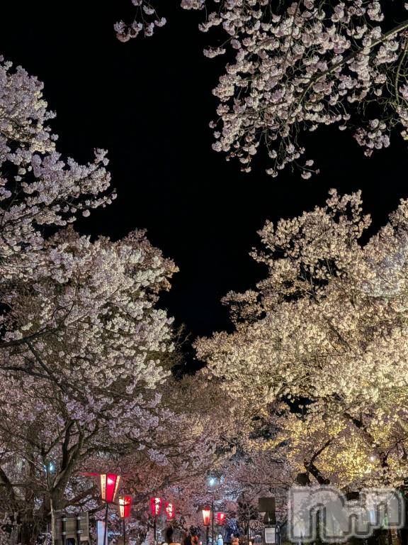 佐久発デリヘル佐久上田人妻隊(サクウエダヒトヅマタイ) あやめ(43)の4月4日写メブログ「満開🌸高遠コヒガンザクラ🌸」