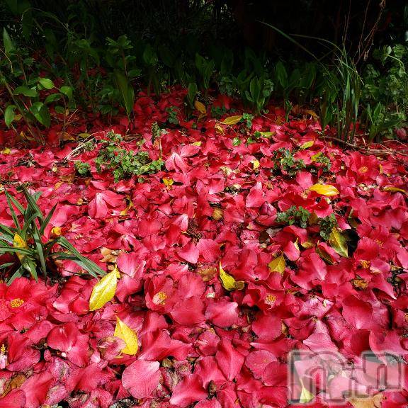佐久発デリヘル佐久上田人妻隊(サクウエダヒトヅマタイ) あやめ(43)の4月5日写メブログ「ありがとう(^^♪」