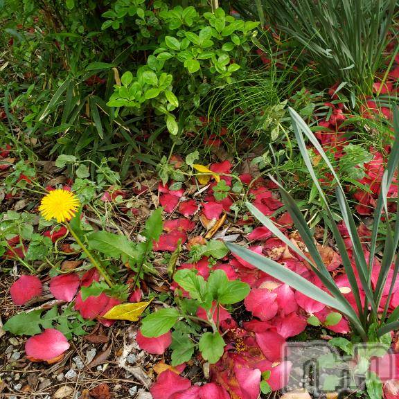 佐久発デリヘル佐久上田人妻隊(サクウエダヒトヅマタイ)あやめ(43)の2026年4月5日写メブログ「2日💗ありがとう」