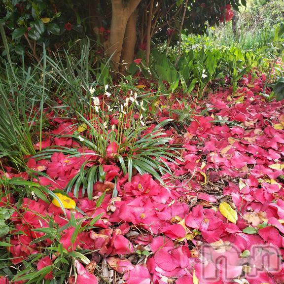 佐久発デリヘル佐久上田人妻隊(サクウエダヒトヅマタイ)あやめ(43)の2026年4月5日写メブログ「4日💗ありがとう」