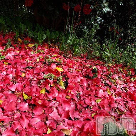 佐久発デリヘル佐久上田人妻隊(サクウエダヒトヅマタイ)あやめ(43)の2026年4月5日写メブログ「💌事前予約💕11 時～仲良◯様💕」