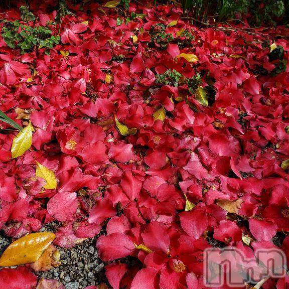 佐久発デリヘル佐久上田人妻隊(サクウエダヒトヅマタイ)あやめ(43)の2026年4月5日写メブログ「💌3年ぶり♡16 時～💕仲良し◯様💕」