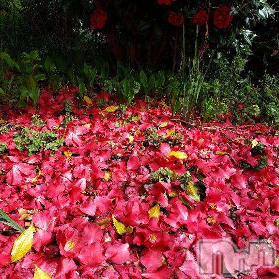 佐久発デリヘル佐久上田人妻隊(サクウエダヒトヅマタイ)あやめ(43)の2026年4月5日写メブログ「💌事前予約♡18時～仲良し◯様💕」