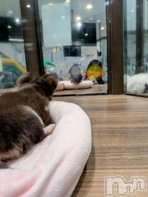 佐久発デリヘル 佐久上田人妻隊(サクウエダヒトヅマタイ) あやめ(43)の1月13日写メブログ「[お題]from:トイプーさん」