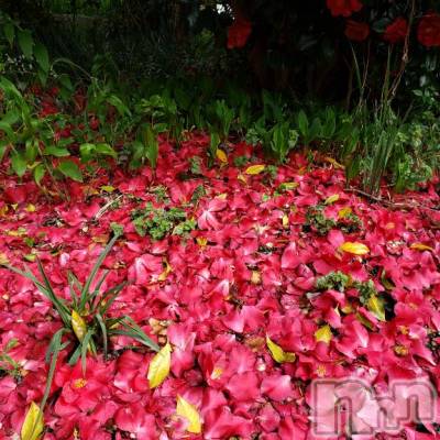 佐久発デリヘル 佐久上田人妻隊(サクウエダヒトヅマタイ) あやめ(43)の3月16日写メブログ「ありがとう💕」