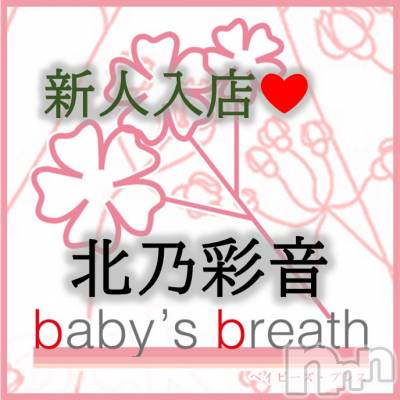 ǵ̲(ҥߥ) Ĺҥߥġ󥺥 baby's breath(٥ӡ ֥쥹)ҡ