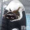 ۥǥإ Flighty cat ޤǭ(ޥͥ)65֥ͥŷ񥵥ȷǺܤ᤿ͳ