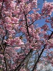 新潟メンズエステあろまえすて＠新潟(アロマエステアットニイガタ) 翠＊みどり(37)の4月12日写メブログ「週末ヒロイン」