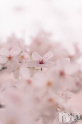 㡦ȯĥꥢ󥺥Ƥޤơ(ޥƥåȥ˥) ߤɤ(37)412̥֥ww