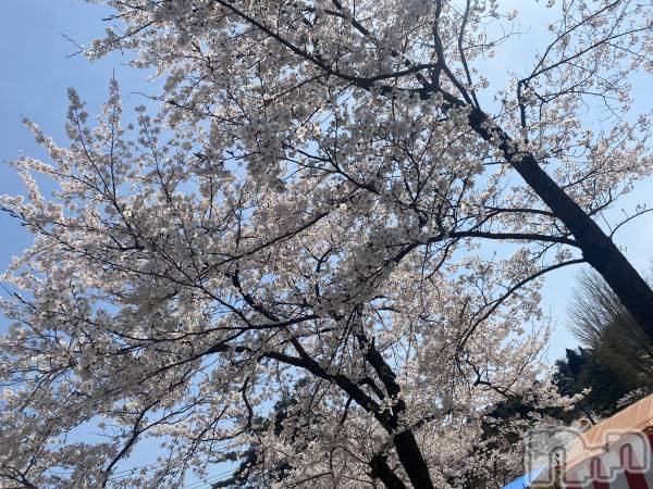 ʥå륺СLAPLUS(ץ饹)  2023ǯ44̥֥🌸🌸