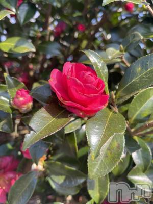 上越デリヘル 上越最安値！奥様Deli急便(ジョウエツサイヤスネ！オクサマデリキュウビン) 単発出勤激レア！ひかる(28)の5月31日写メブログ「迷いに迷って」