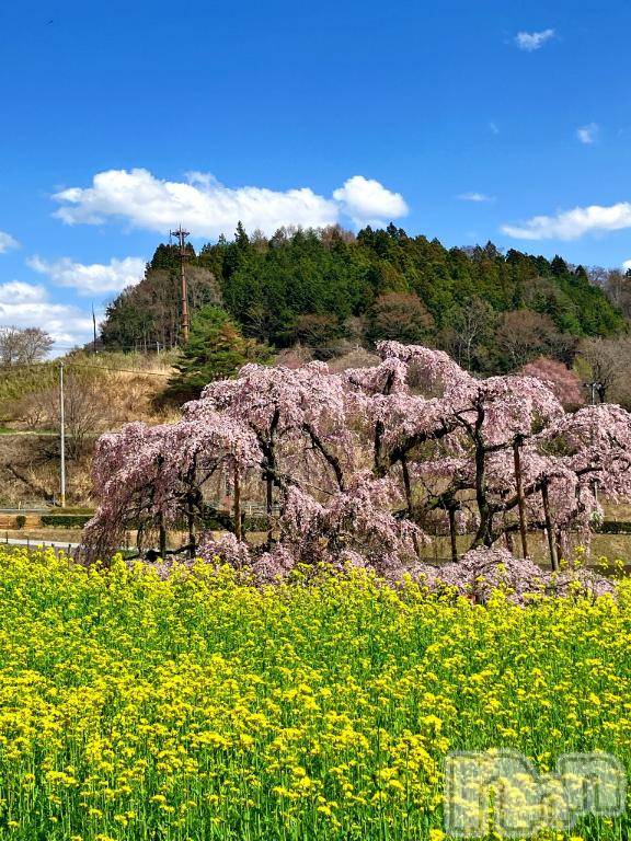 長岡デリヘル長岡風俗出張アロママッサージ(ナガオカフウゾクシュッチョウアロママッサージ) 新人☆整体可☆あゆな(36)の4月7日写メブログ「🌸お花見🌸」