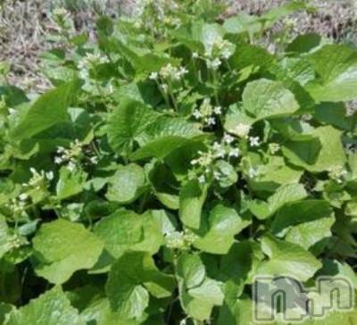 長岡デリヘル 長岡風俗出張アロママッサージ(ナガオカフウゾクシュッチョウアロママッサージ) 新人☆整体可☆あゆな(36)の4月13日写メブログ「💕お・は・つ💕」