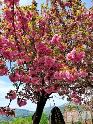 長岡デリヘル 長岡風俗出張アロママッサージ(ナガオカフウゾクシュッチョウアロママッサージ) 新人☆整体可☆あゆな(36)の4月18日写メブログ「質問にお答えします💡」