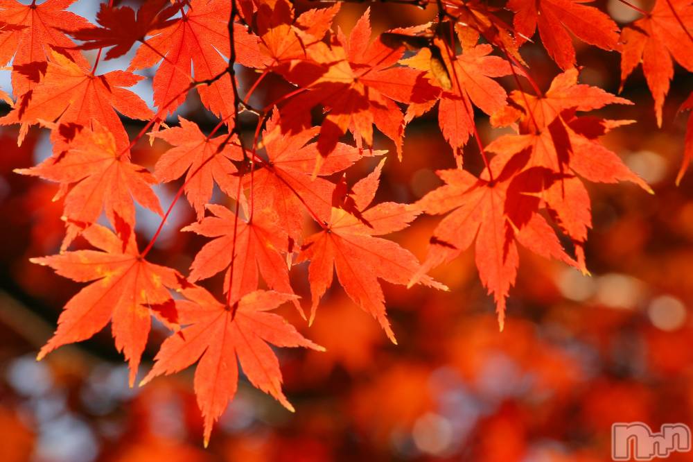 長岡デリヘルすずらん 長岡店(スズランナガオカテン) 緑川かえで(35)の10月6日写メブログ「10月6日 20時33分のブログ」