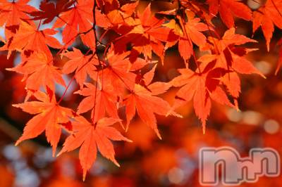 新潟デリヘル すずらん新潟店～ゆっくり長い時間を過ごせるお店～(スズランニイガタテン) 緑川かえで(35)の10月6日写メブログ「10月6日 20時33分のブログ」