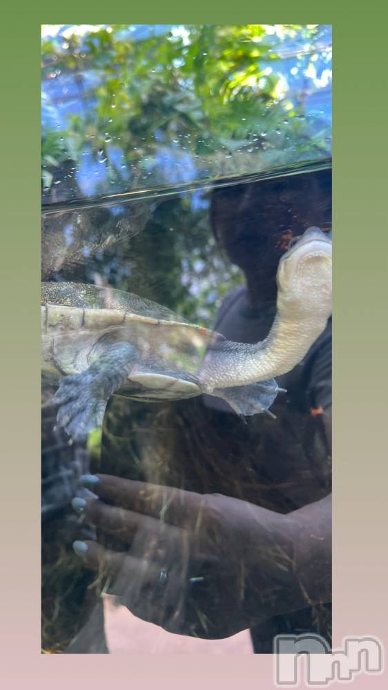 Ĺ襳ѥ˥󥯥ֻ򥳥ѥ˥󥯥 Amour(ࡼ) ʤ127̥֥֤Ӥ衼