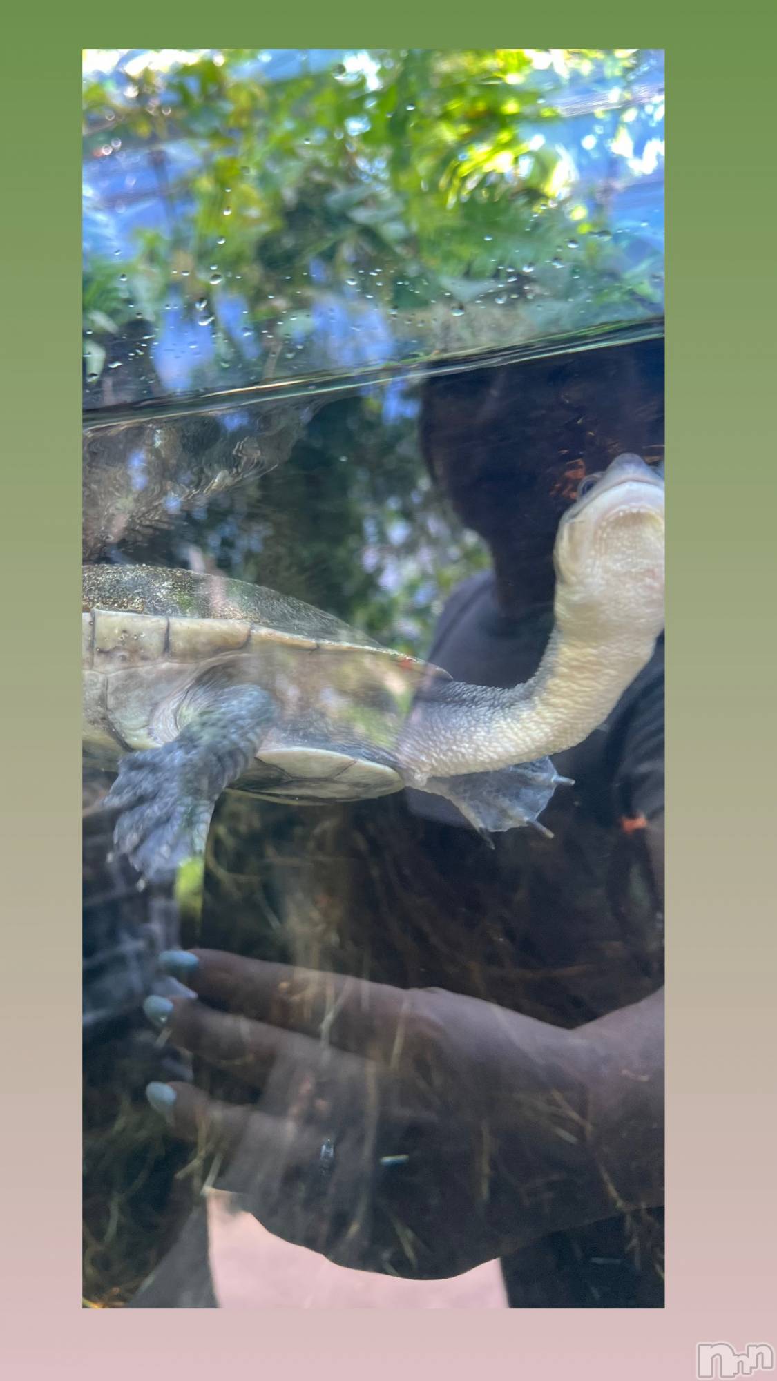 Ĺ襳ѥ˥󥯥ֻ򥳥ѥ˥󥯥 Amour(ࡼ) 2025ǯ127̥֥֤Ӥ衼