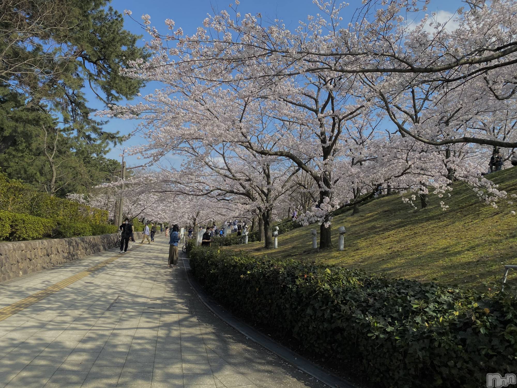 Х顦Souffle NIIGATA(ե˥) 2024ǯ414ֺ̥֥