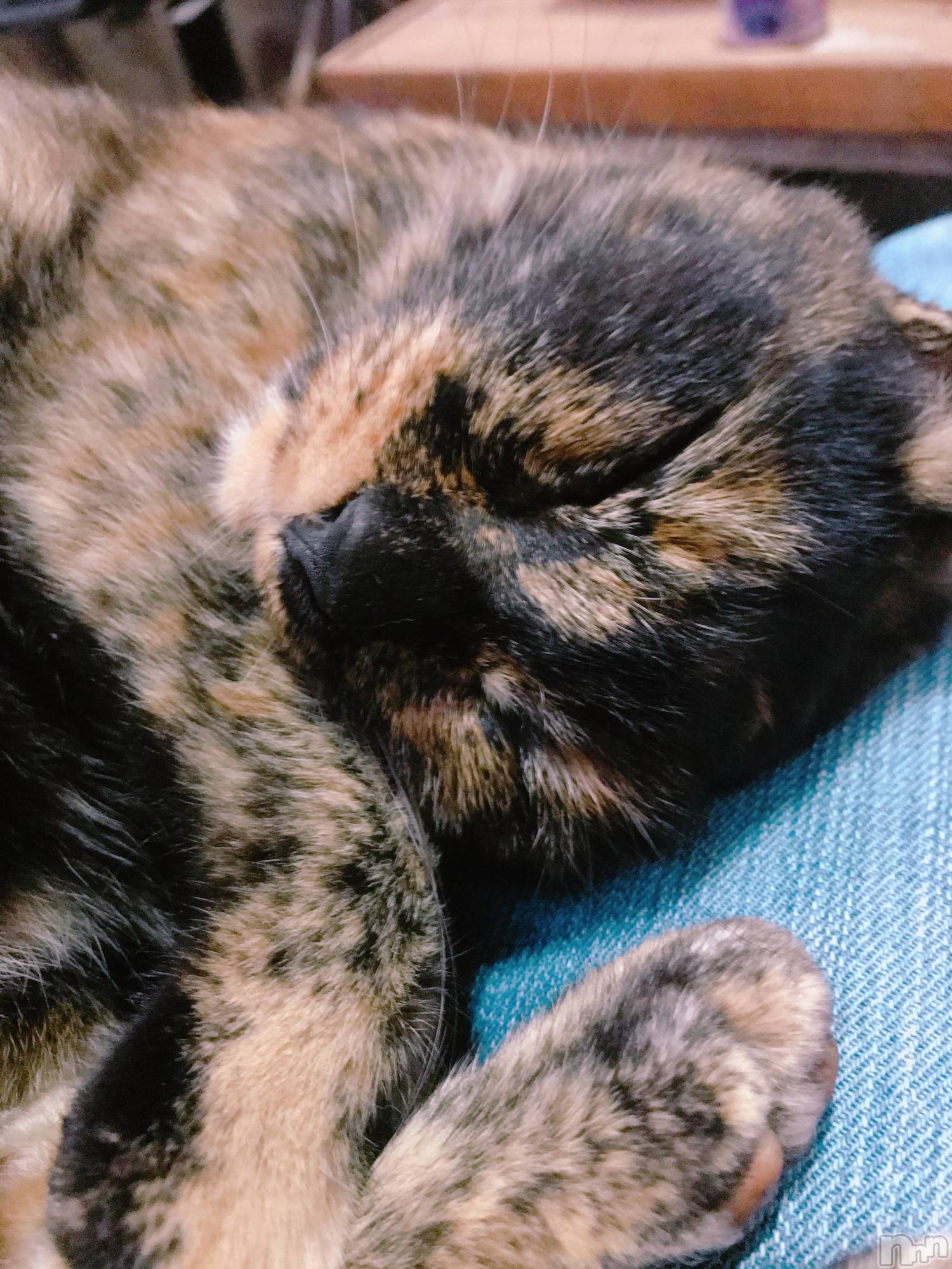 Х顦Souffle NIIGATA(ե˥) 2023ǯ68̥֥֤ˤˤ🐱