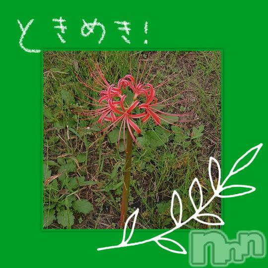 松本発ぽっちゃりちゃんこ長野　塩尻北IC店(チャンコナガノ　シオジリキタインターチェンジテン)みさ(49)の2024年10月8日写メブログ「彼岸花(曼珠沙華)」