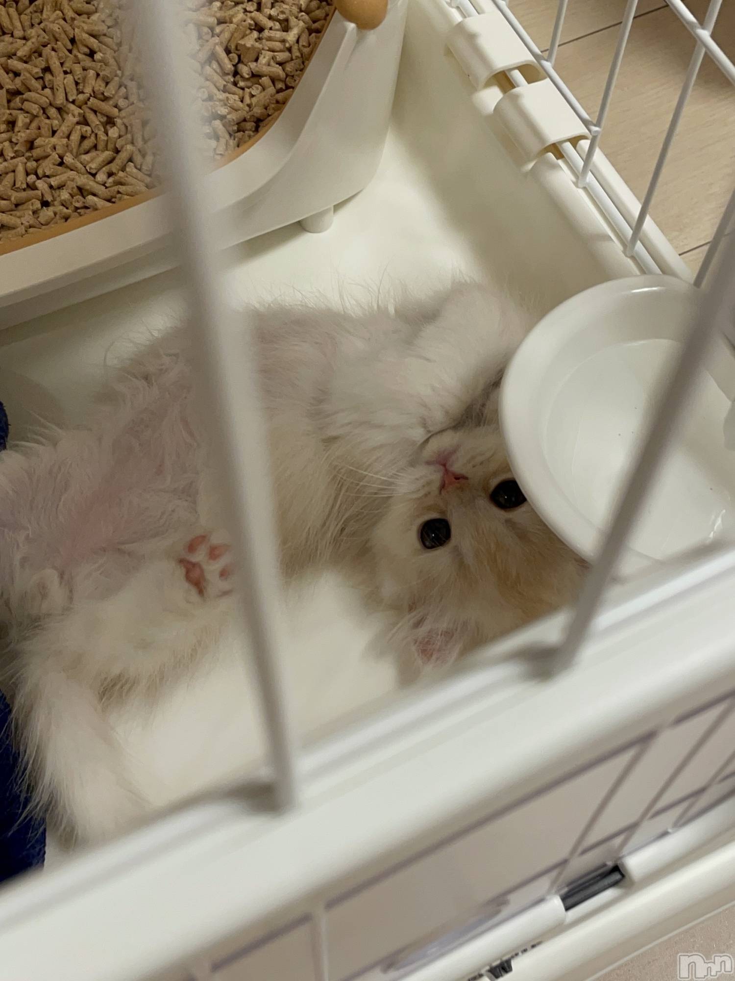 Ʋʥå륺СLOUNGE ICHI (饦󥸥) 2025ǯ222̥֥🐱💞