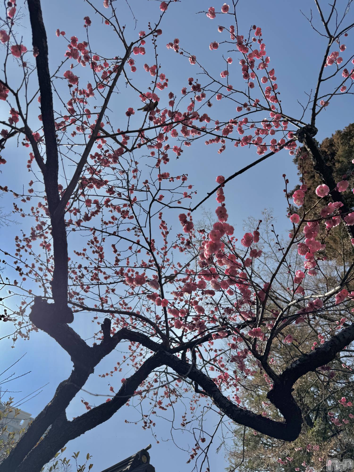 ��Ʋ���ʥå��������륺�С�LOUNGE ICHI ������(�饦�󥸥���) ��2026ǯ3��2���̥�֥�����🕊️��