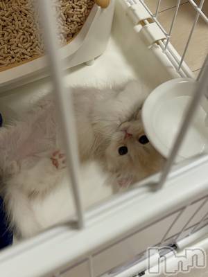 Ʋʥå륺СLOUNGE ICHI (饦󥸥) ꤫222̥֥🐱💞