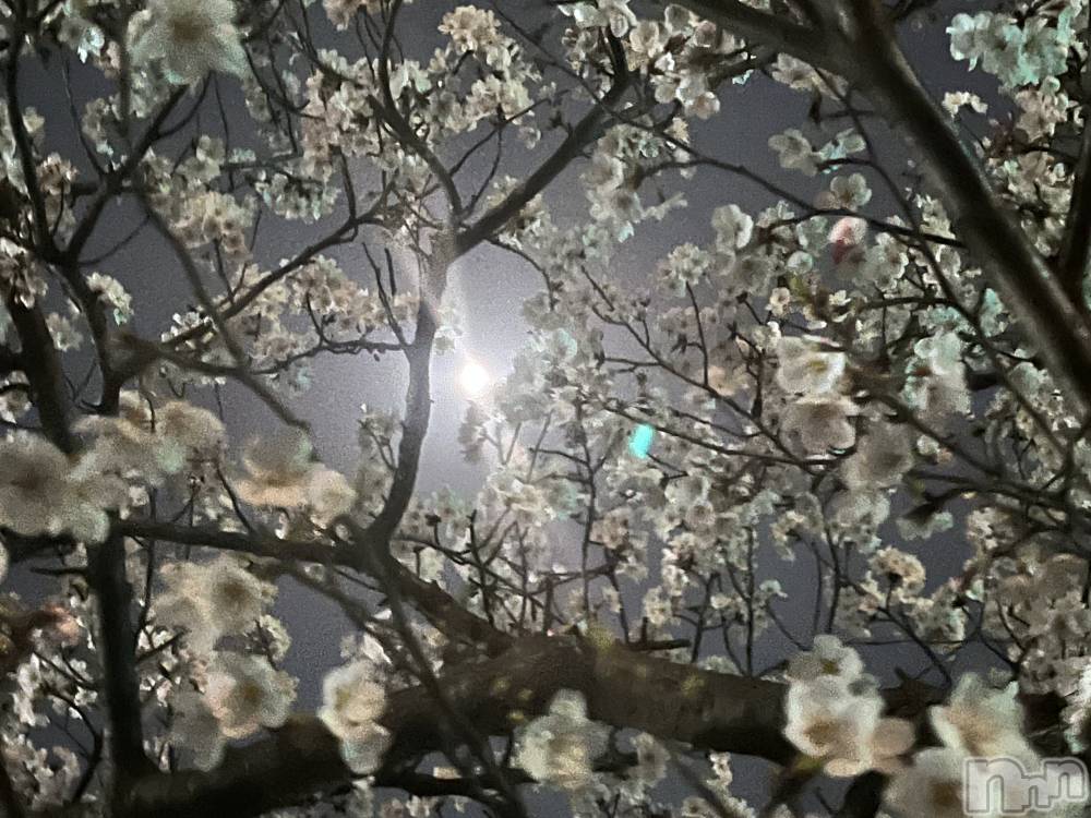 ʥå륺С饪աɥС Mimi(饪աɥС ߥ) Ҥ31̥֥🌷🌸
