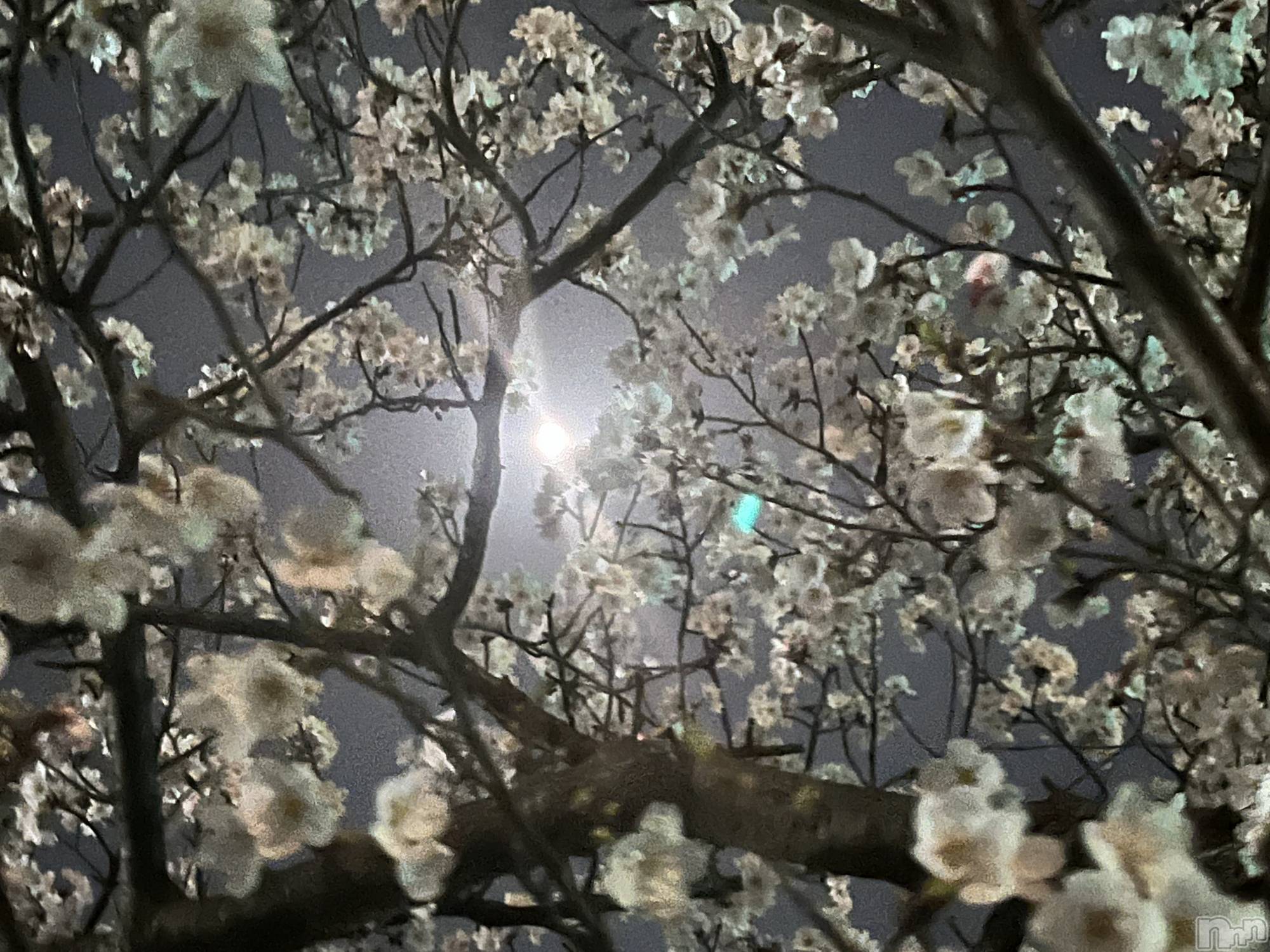 ʥå륺С饪աɥС Mimi(饪աɥС ߥ) 2024ǯ31̥֥🌷🌸