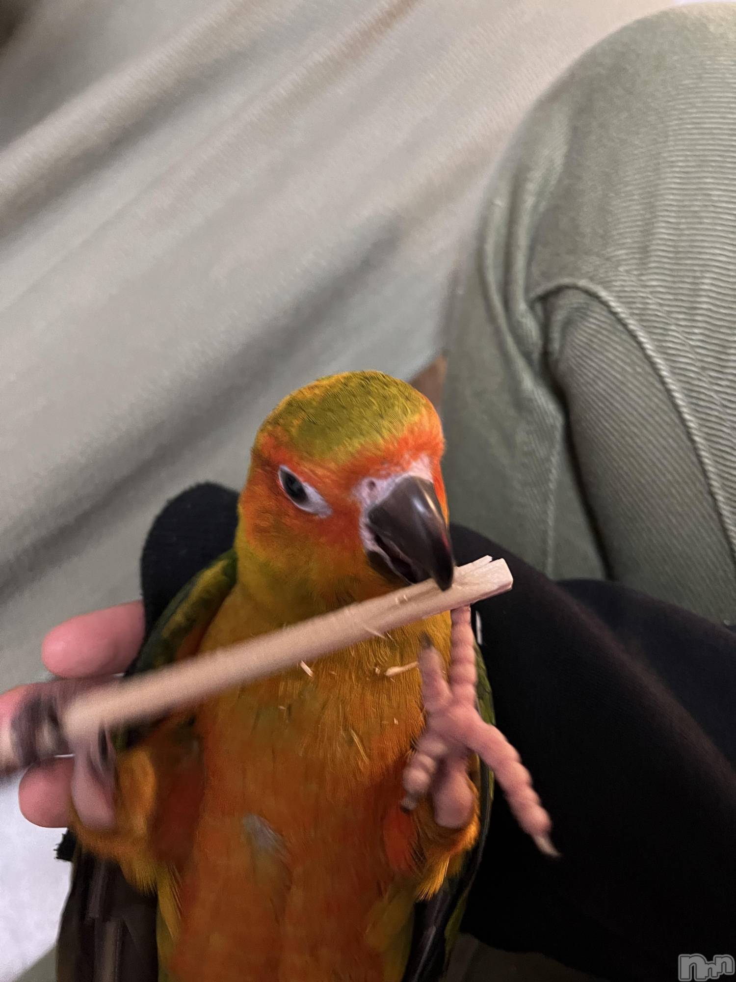 ʥå륺С饪աɥС Mimi(饪աɥС ߥ) 2024ǯ119̥֥🦜