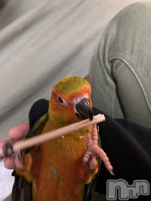 ʥå륺С饪աɥС Mimi(饪աɥС ߥ) Ҥ(21)119̥֥🦜