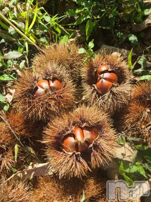 新潟デリヘル アロファン【10～30代の厳選した地元女性のみ】(アロファン) まかな★カメラマン驚愕の美尻(26)の10月15日写メブログ「まかなのプライベート④」