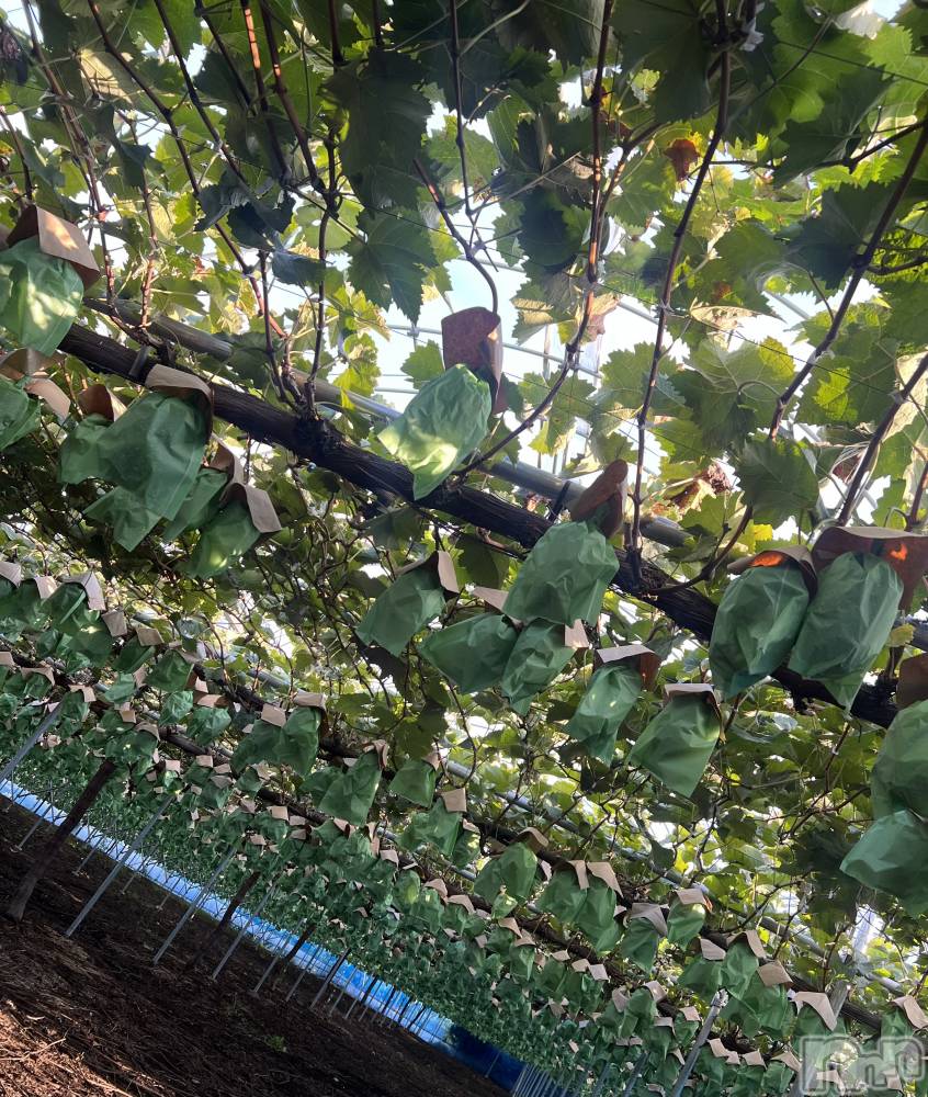 Ʋʥå륺СMuscat`s(ޥå) ʤʤ929̥֥🍇💚