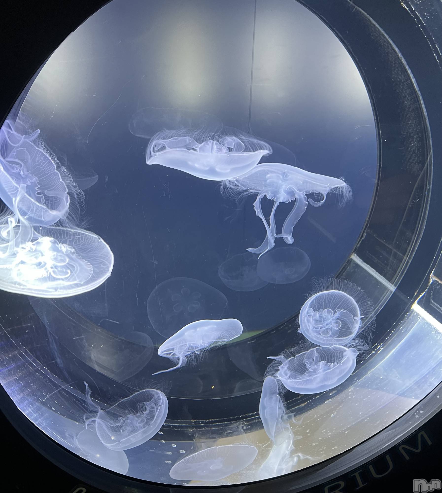 ��Ʋ���ʥå��������륺�С�Muscat`s(�ޥ����å�) ��2026ǯ3��27���̥�֥�����🪼🫧��