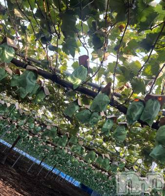 Ʋʥå륺СMuscat`s(ޥå) ʤʤ929̥֥🍇💚
