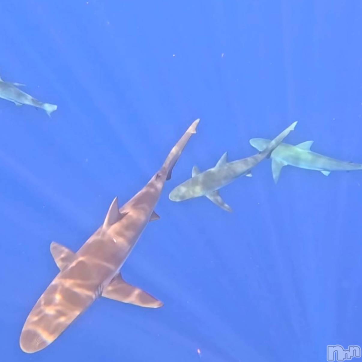 新潟デリヘルCherish Amulet(チェリッシュ アミュレット)もか ≪未経験黒髪美少女≫(20)の2025年11月29日写メブログ「出勤ですー！」