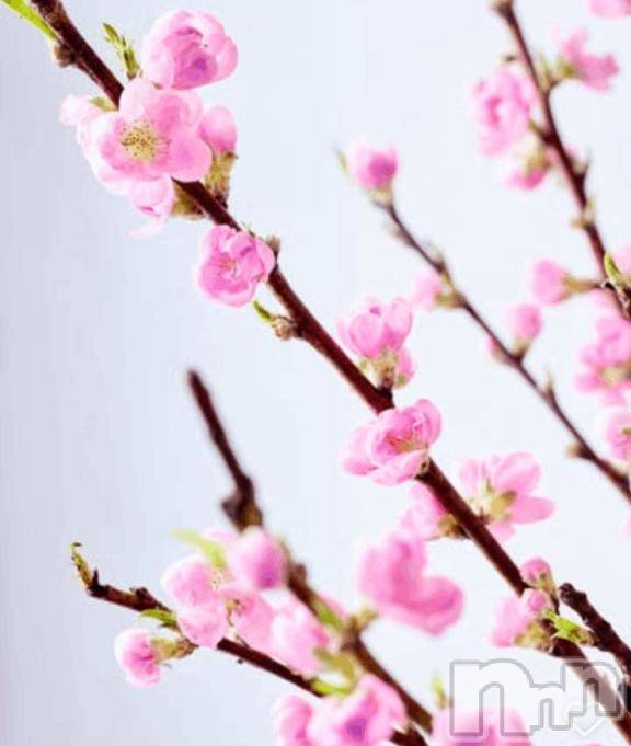 長野風俗エステsalon Ajna(サロンアジュナ) 知花 しずか(31)の3月13日写メブログ「🌷🌼🌸🪷🪻」