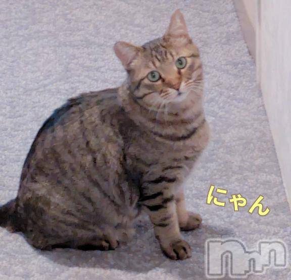 長野風俗エステsalon Ajna(サロンアジュナ) 知花 しずか(31)の4月2日写メブログ「🐈️🐈‍⬛❤️」