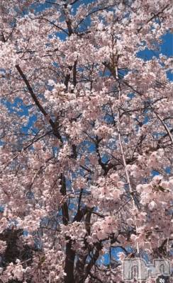 &#x1F338;&#x1F338;&#x1F338;